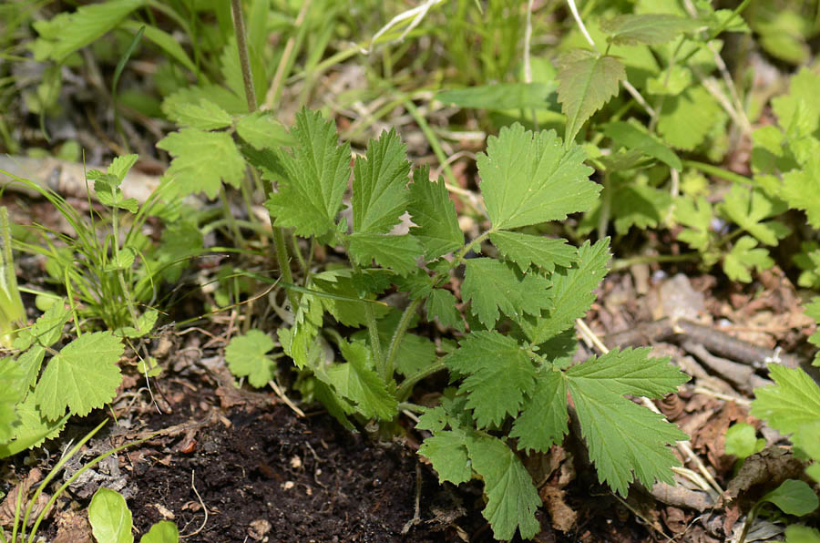 Luce di ... Geum rivale / Cariofillata dei rivi